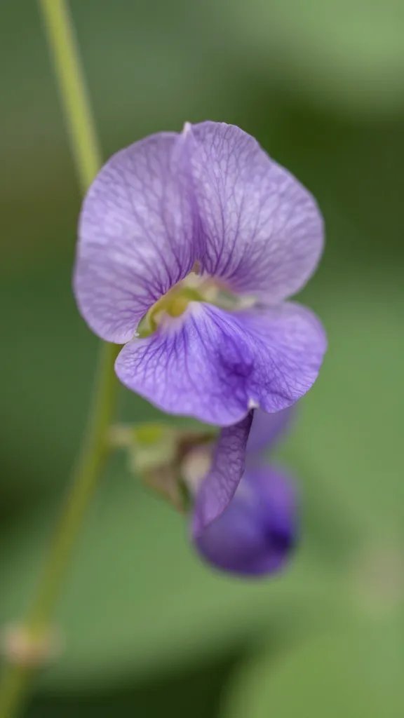 closeup of tepary bean flower on vine, natural light